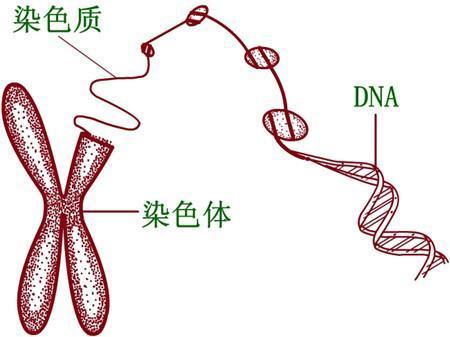 A型血和B型血父母，能生出O型血的孩子吗