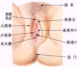 女性阴部真实照片：详解女人真实完美阴道图片-第2张图片-爱薇女性网