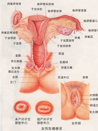 女性阴部真实照片：详解女人真实完美阴道图片-第3张图片-爱薇女性网