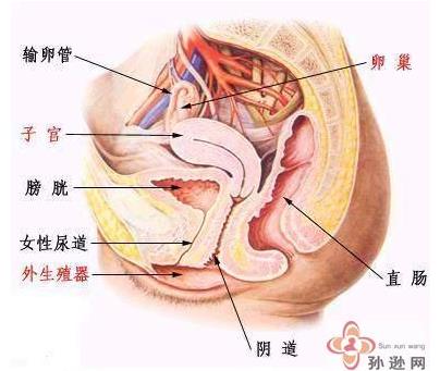 女性生理结构解剖图与分析-第3张图片-爱薇女性网