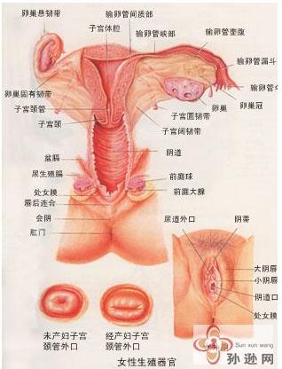 女性生理结构解剖图与分析-第4张图片-爱薇女性网