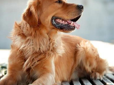 世界十大绝不咬人的狗，金毛/拉布拉多/哈士奇这三种最受欢迎-第1张图片-爱薇女性网