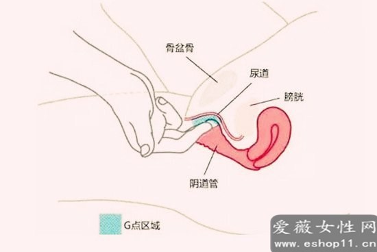 女人a点g点u点位置图解：女人A点G点U点分别在哪个位置-第2张图片-爱薇女性网