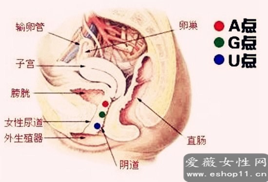 女人a点g点u点位置图解：女人A点G点U点分别在哪个位置-第3张图片-爱薇女性网