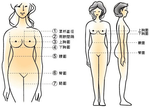 女性标准三围尺寸对照表-第3张图片-爱薇女性网