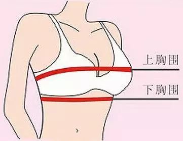 女性胸围尺寸讲解，真实ABCDEFG罩杯到底多大图片