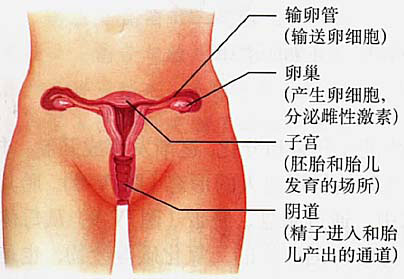 直击私处神秘构造！图解健康的女性私处长啥样-第2张图片-爱薇女性网