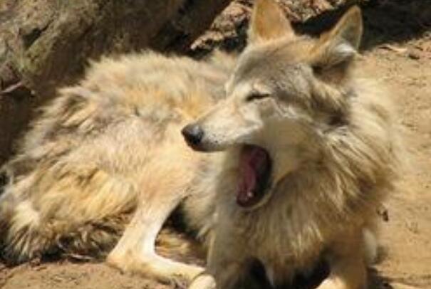 福克兰群岛狼：外形与狗相似，已知唯一灭绝的犬科动物-第3张图片-爱薇女性网