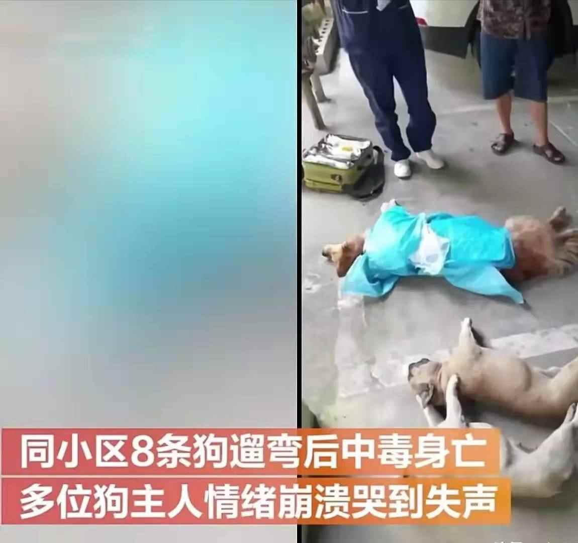 贵州一小区8条狗遛弯后中毒身亡，狗主人情绪崩溃大哭-第2张图片-爱薇女性网